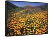 California, Lake Elsinore, California Poppys Cover the Hillside-Christopher Talbot Frank-Framed Stretched Canvas