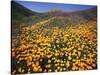 California, Lake Elsinore, California Poppys Cover the Hillside-Christopher Talbot Frank-Stretched Canvas