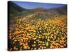 California, Lake Elsinore, California Poppys Cover the Hillside-Christopher Talbot Frank-Stretched Canvas