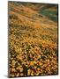 California, Lake Elsinore, California Poppys Cover the Hillside-Christopher Talbot Frank-Mounted Premium Photographic Print