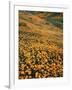 California, Lake Elsinore, California Poppys Cover the Hillside-Christopher Talbot Frank-Framed Photographic Print