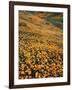 California, Lake Elsinore, California Poppys Cover the Hillside-Christopher Talbot Frank-Framed Photographic Print