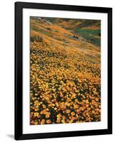 California, Lake Elsinore, California Poppys Cover the Hillside-Christopher Talbot Frank-Framed Photographic Print