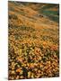 California, Lake Elsinore, California Poppys Cover the Hillside-Christopher Talbot Frank-Mounted Photographic Print