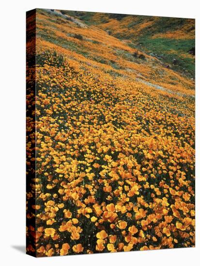 California, Lake Elsinore, California Poppys Cover the Hillside-Christopher Talbot Frank-Stretched Canvas