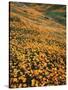 California, Lake Elsinore, California Poppys Cover the Hillside-Christopher Talbot Frank-Stretched Canvas