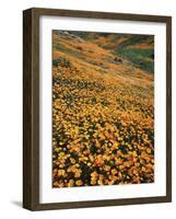 California, Lake Elsinore, California Poppys Cover the Hillside-Christopher Talbot Frank-Framed Photographic Print