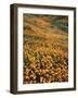 California, Lake Elsinore, California Poppys Cover the Hillside-Christopher Talbot Frank-Framed Photographic Print