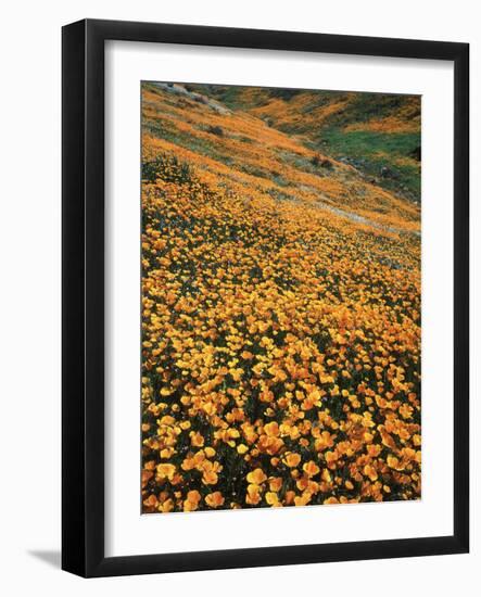 California, Lake Elsinore, California Poppys Cover the Hillside-Christopher Talbot Frank-Framed Photographic Print