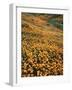 California, Lake Elsinore, California Poppys Cover the Hillside-Christopher Talbot Frank-Framed Photographic Print