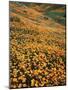 California, Lake Elsinore, California Poppys Cover the Hillside-Christopher Talbot Frank-Mounted Photographic Print