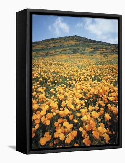 California, Lake Elsinore, Field of California Poppys on the Hillside-Christopher Talbot Frank-Framed Stretched Canvas