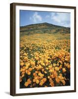 California, Lake Elsinore, Field of California Poppys on the Hillside-Christopher Talbot Frank-Framed Premium Photographic Print