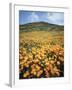 California, Lake Elsinore, Field of California Poppys on the Hillside-Christopher Talbot Frank-Framed Premium Photographic Print