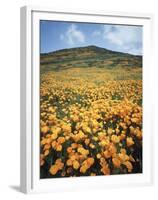 California, Lake Elsinore, Field of California Poppys on the Hillside-Christopher Talbot Frank-Framed Premium Photographic Print