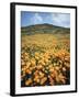 California, Lake Elsinore, Field of California Poppys on the Hillside-Christopher Talbot Frank-Framed Premium Photographic Print