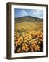 California, Lake Elsinore, Field of California Poppys on the Hillside-Christopher Talbot Frank-Framed Photographic Print