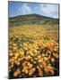 California, Lake Elsinore, Field of California Poppys on the Hillside-Christopher Talbot Frank-Mounted Photographic Print