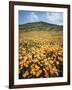 California, Lake Elsinore, Field of California Poppys on the Hillside-Christopher Talbot Frank-Framed Photographic Print