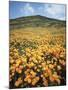 California, Lake Elsinore, Field of California Poppys on the Hillside-Christopher Talbot Frank-Mounted Photographic Print