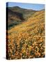 California, Lake Elsinore, Field of California Poppys on the Hillside-Christopher Talbot Frank-Stretched Canvas