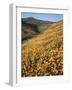 California, Lake Elsinore, Field of California Poppys on the Hillside-Christopher Talbot Frank-Framed Photographic Print