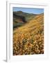 California, Lake Elsinore, Field of California Poppys on the Hillside-Christopher Talbot Frank-Framed Photographic Print