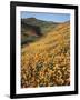 California, Lake Elsinore, Field of California Poppys on the Hillside-Christopher Talbot Frank-Framed Photographic Print