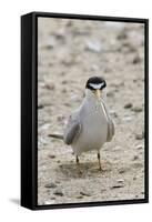 California Least Tern with Fish in it's Bill-Hal Beral-Framed Stretched Canvas