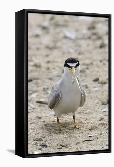California Least Tern with Fish in it's Bill-Hal Beral-Framed Stretched Canvas