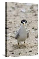 California Least Tern with Fish in it's Bill-Hal Beral-Stretched Canvas