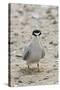 California Least Tern with Fish in it's Bill-Hal Beral-Stretched Canvas