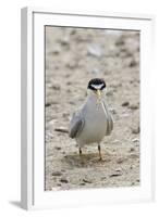 California Least Tern with Fish in it's Bill-Hal Beral-Framed Photographic Print