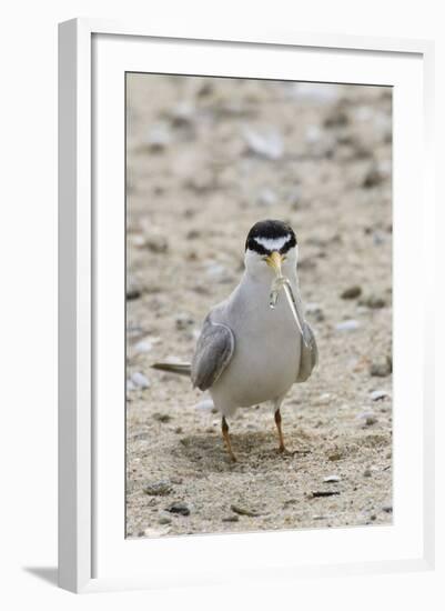 California Least Tern with Fish in it's Bill-Hal Beral-Framed Photographic Print