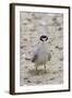 California Least Tern with Fish in it's Bill-Hal Beral-Framed Photographic Print