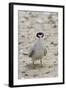 California Least Tern with Fish in it's Bill-Hal Beral-Framed Photographic Print