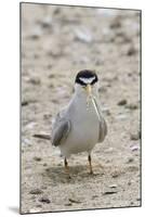 California Least Tern with Fish in it's Bill-Hal Beral-Mounted Photographic Print