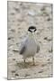 California Least Tern with Fish in it's Bill-Hal Beral-Mounted Photographic Print