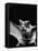 California Mastiff Bat, A.K.A. "Eumops"-Andreas Feininger-Framed Stretched Canvas
