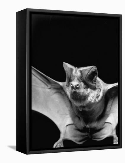 California Mastiff Bat, A.K.A. "Eumops"-Andreas Feininger-Framed Stretched Canvas