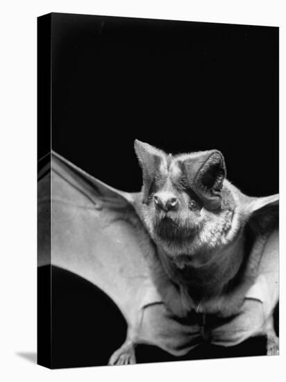 California Mastiff Bat, A.K.A. "Eumops"-Andreas Feininger-Stretched Canvas