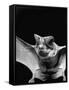 California Mastiff Bat, A.K.A. "Eumops"-Andreas Feininger-Framed Stretched Canvas