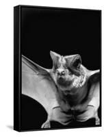 California Mastiff Bat, A.K.A. "Eumops"-Andreas Feininger-Framed Stretched Canvas