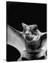 California Mastiff Bat, A.K.A. "Eumops"-Andreas Feininger-Stretched Canvas