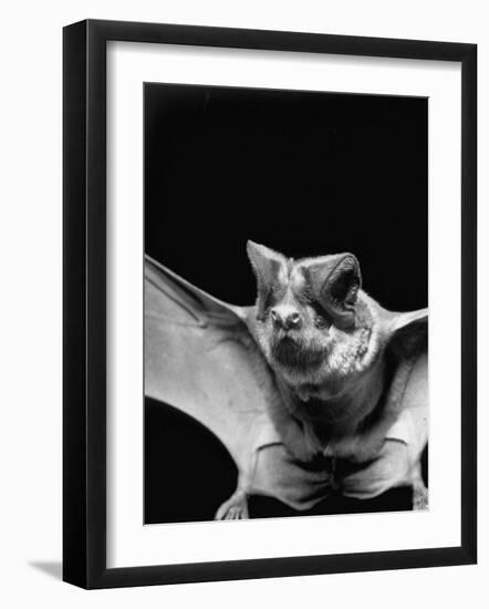 California Mastiff Bat, A.K.A. "Eumops"-Andreas Feininger-Framed Photographic Print