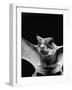 California Mastiff Bat, A.K.A. "Eumops"-Andreas Feininger-Framed Photographic Print