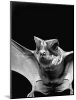 California Mastiff Bat, A.K.A. "Eumops"-Andreas Feininger-Mounted Photographic Print