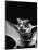 California Mastiff Bat, A.K.A. "Eumops"-Andreas Feininger-Mounted Photographic Print