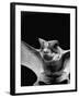 California Mastiff Bat, A.K.A. "Eumops"-Andreas Feininger-Framed Photographic Print