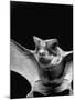 California Mastiff Bat, A.K.A. "Eumops"-Andreas Feininger-Mounted Photographic Print